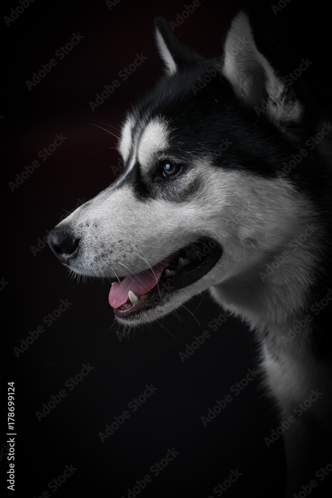portrait of a dog Siberian Husky in the studio on a black background