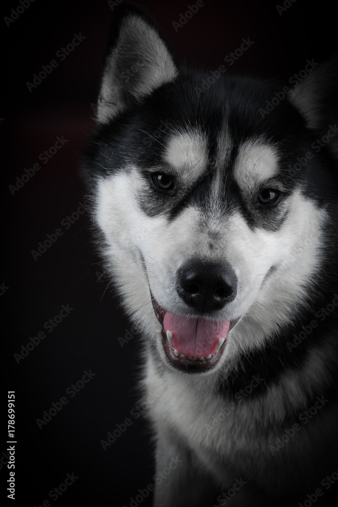 portrait of a dog Siberian Husky in the studio on a black background portrait of a dog Siberian Husky in the studio on a black background