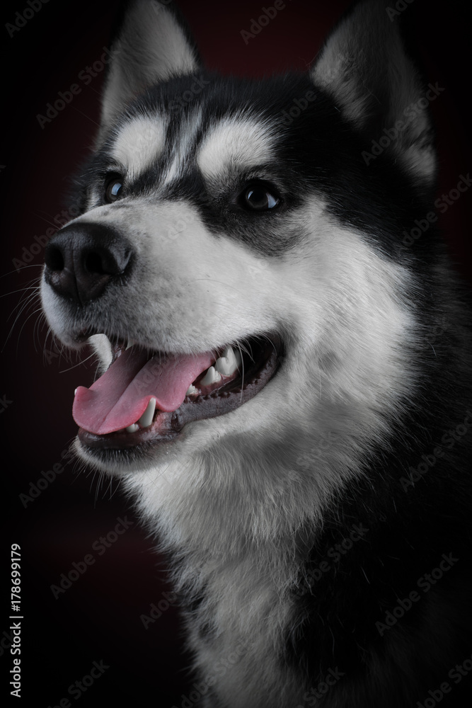 portrait of a dog Siberian Husky in the studio on a black background portrait of a dog Siberian Husky in the studio on a black background