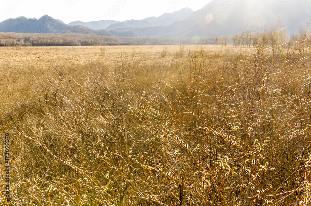 Fototapeta premium Yellow Prairie