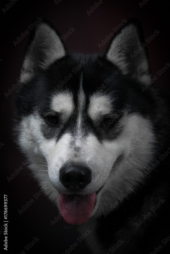 portrait of a dog Siberian Husky in the studio on a black background