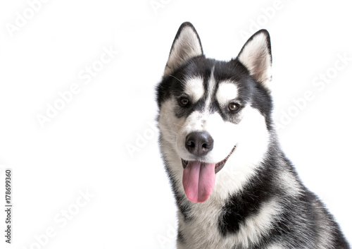 portrait of a dog Siberian Husky in the studio on a white background