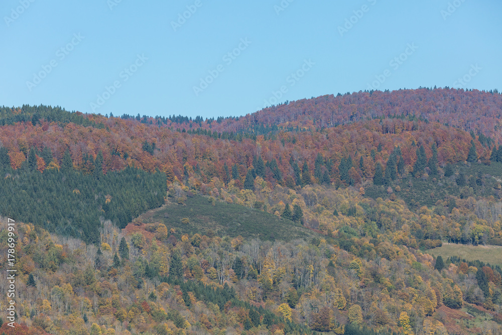 Forêt en automne