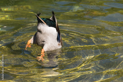 Duck head down in a lake taking a bath.