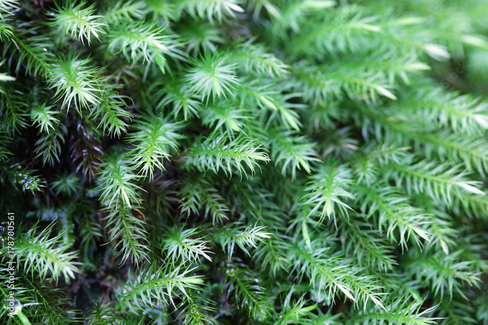 close up of sphagnum moss in rain forest background. close up of sphagnum moss in rain forest background.