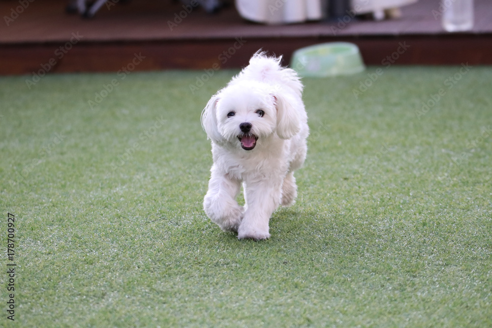 Fun puppies in a private playground Fun puppies in a private playground