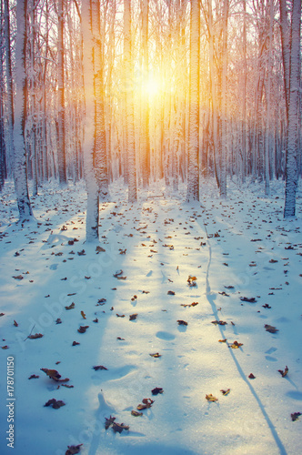  Winter forest in snow