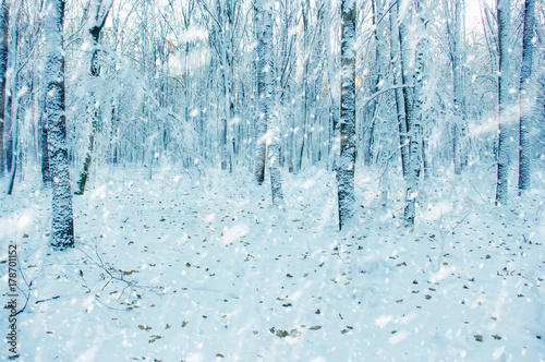  Winter forest on sun © Alekss
