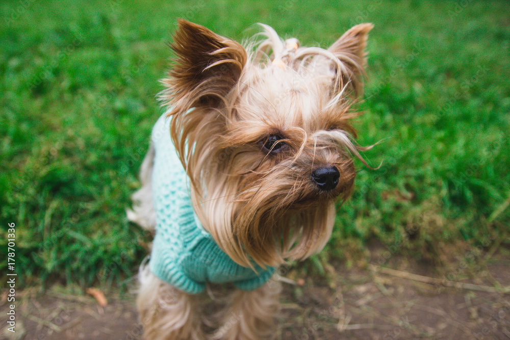 Yorkshire Terrier in a turquoise knitted sweater. green lawn Yorkshire Terrier in a turquoise knitted sweater. green lawn