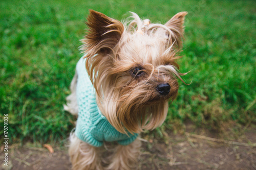 Yorkshire Terrier in a turquoise knitted sweater. green lawn © velimir