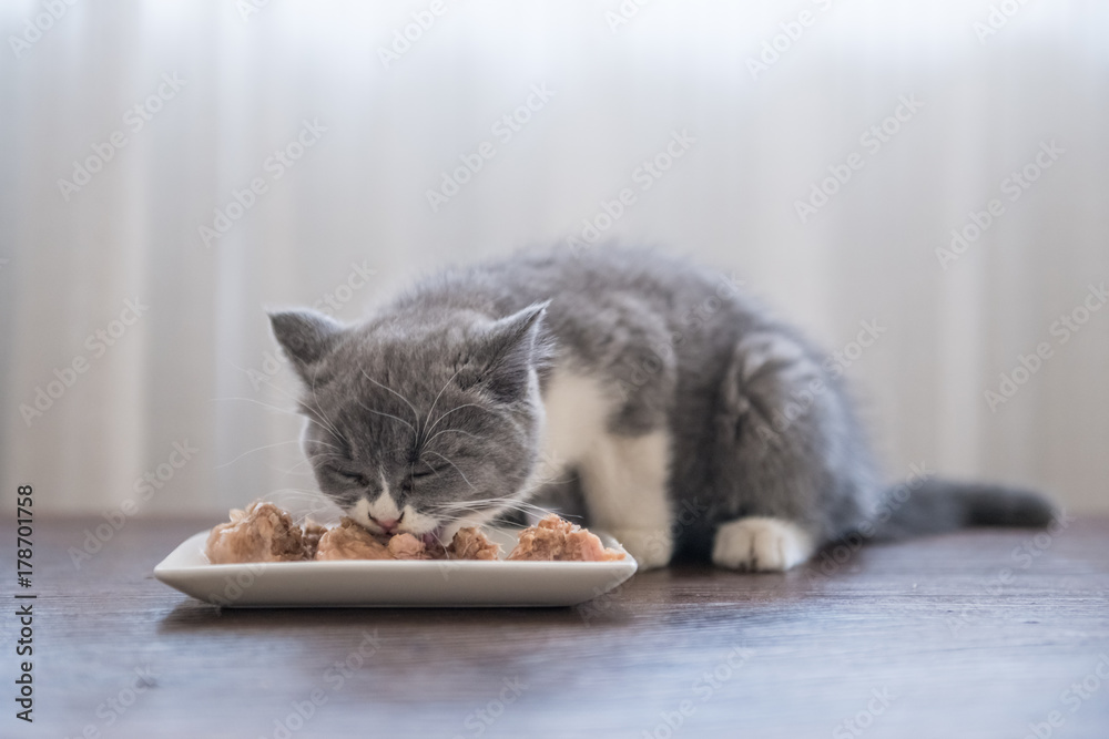 The gray kitten is eating, shooting indoors.