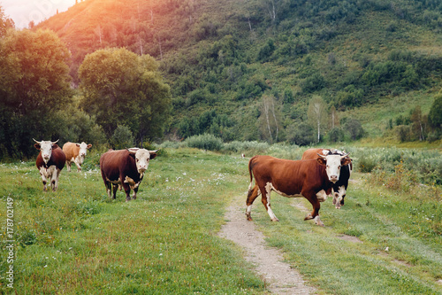Herd of cows and bulls graze against the background of green hills and mountains. Concept farm