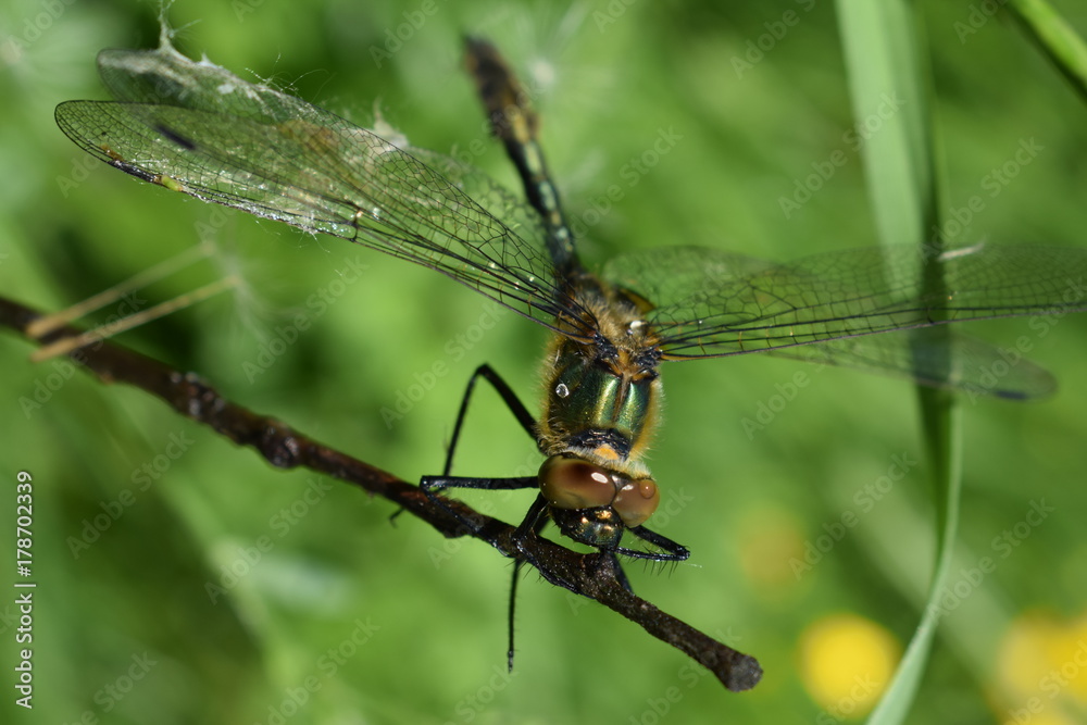 Green Insect Dragonfly Cordulia aenea nature Green Insect Dragonfly Cordulia aenea nature