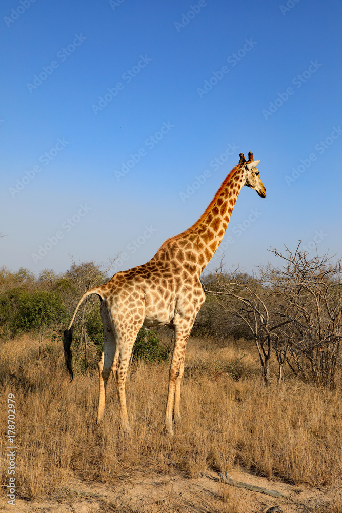 Fototapeta premium Zdrowa żyrafa w Republice Południowej Afryki.