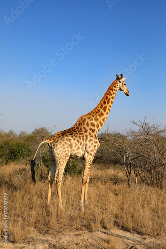 Healthy giraffe in South Africa. © Thomas Barrat