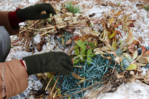Woman hands covering cultivar carnations on alpine garden with cut peony leaves against winter frost in the autumn garden