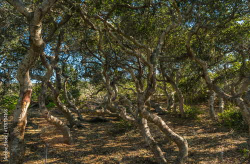 Elfin Forest in Los Osos, Morro Bay State Marine Reserve, Morro Bay, San Luis Obispo County Parks, California, USA