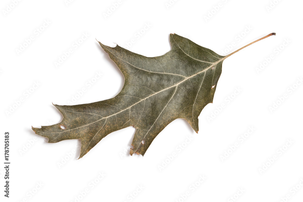 Fototapeta premium dry oak leaf