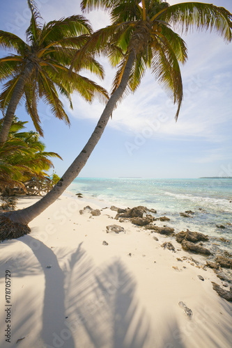 palm trees on the Cocos Kee...