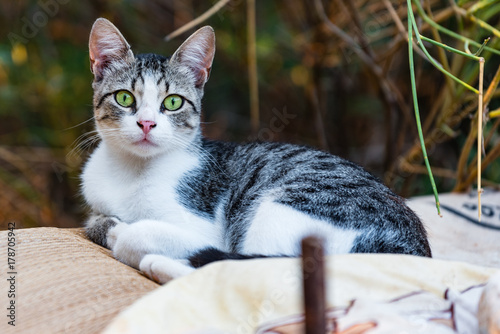Close up of stray cat in the Peloponnese, Greece.
