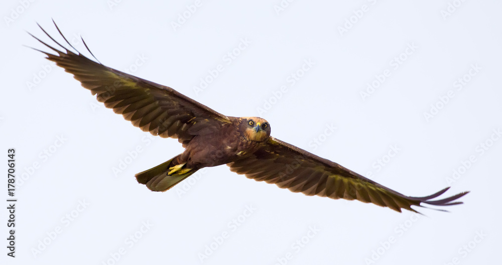 Western Marsh harrier looks concerned in solemn flight Western Marsh harrier looks concerned in solemn flight