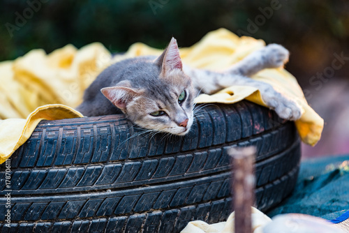 Cat resting on disused car tyre in the Peloponnese, Greece.