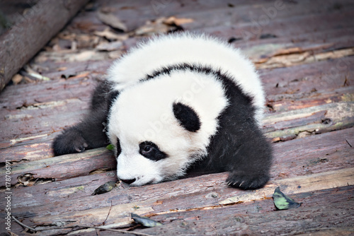 Fototapeta Naklejka Na Ścianę i Meble -  Baby of Giant Panda.