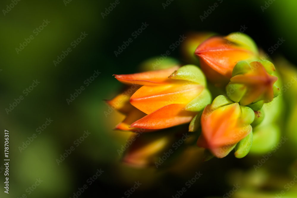 Makro Blume Makro Blume