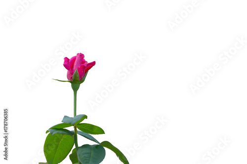 Pink roses On a white background