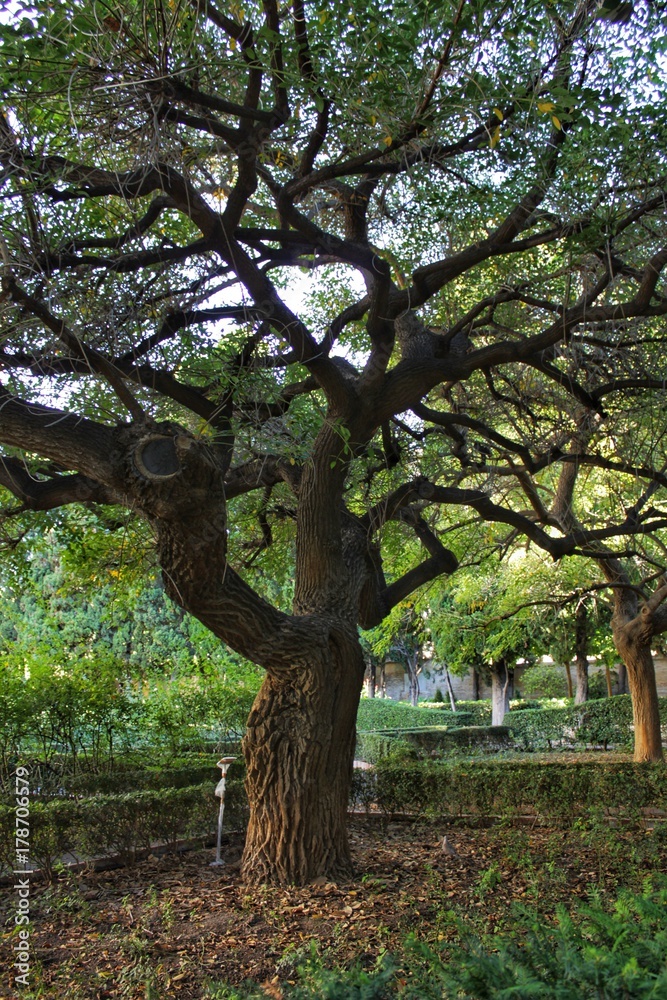 Fototapeta premium Green vegetation and tree trunk in the garden