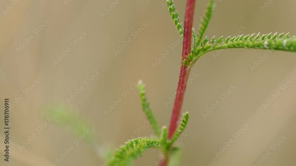 Grasshopper on the grass in a meadow in summer
Grasshopper on the grass in a meadow in summer