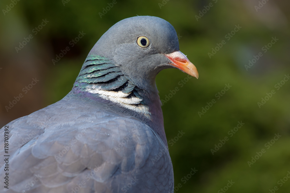 Common wood pigeon very close portrait with detailed face and eyes Common wood pigeon very close portrait with detailed face and eyes