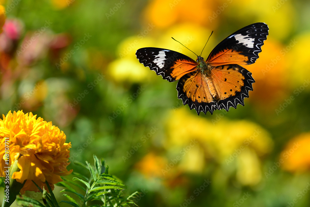 Orange butterfly flying and green background Orange butterfly flying and green background