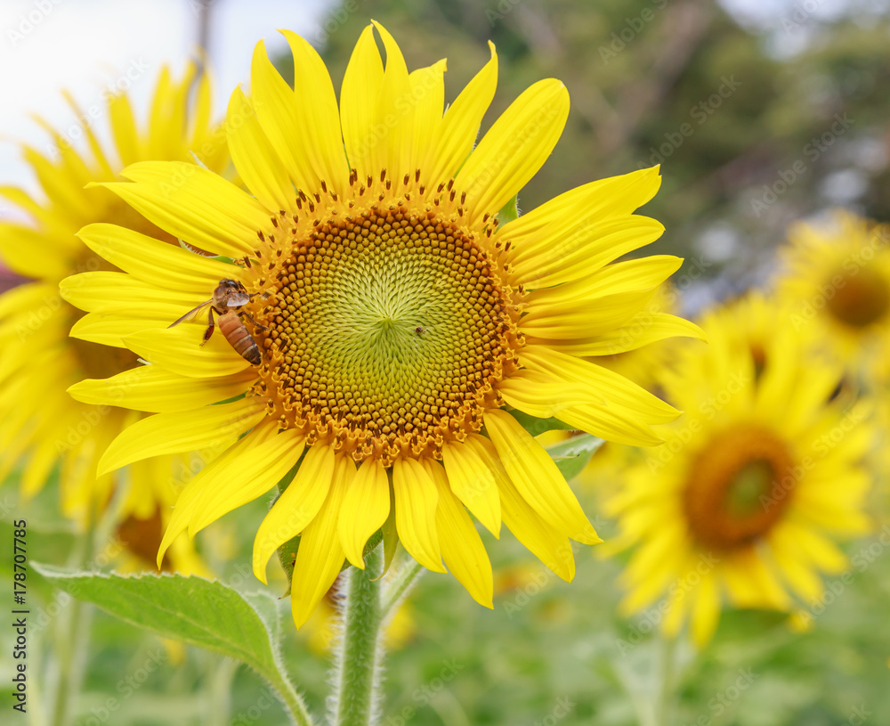 Obraz premium Sun flower and bee.