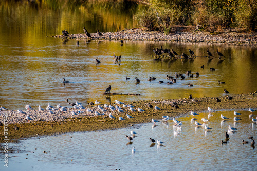 Oiseaux dans le Grand Parc de Miribel Jonage à l'automne