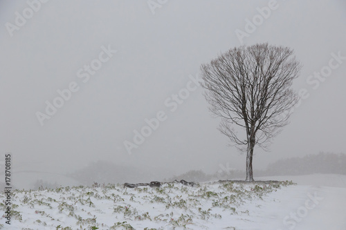 Wallpaper Mural Snow covered autumn leaves still on a tree during a very early season snow storm. Torontodigital.ca