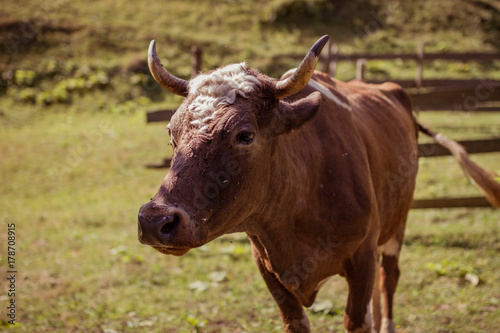 Portrait of brown cow looking to the camera in beautiful Romania country at Rodna mountain area.