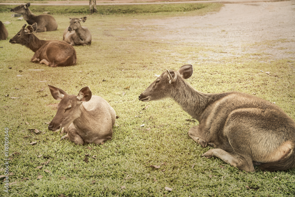 Fototapeta premium sick deer at the neck are on the yard