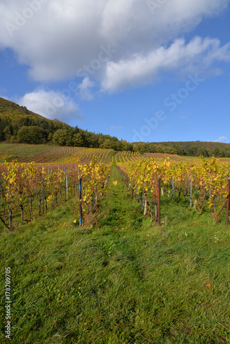 Herbst in der Pfalz_03 photo