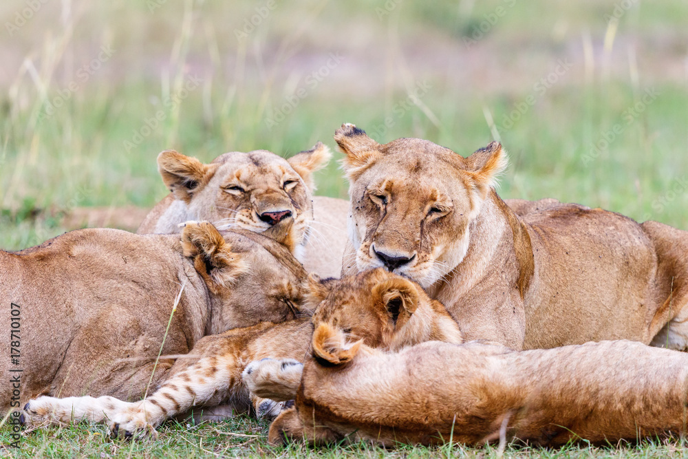 Fototapeta premium Flock of Lion lying and resting on the savanna