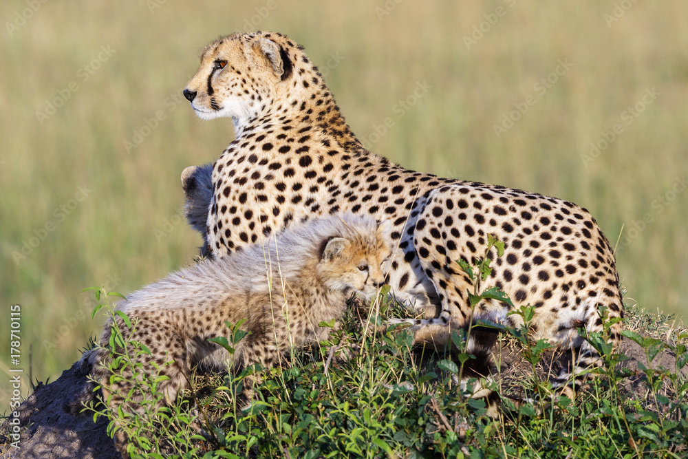 Cheetahs with young cubs on the savannah in Africa Cheetahs with young cubs on the savannah in Africa