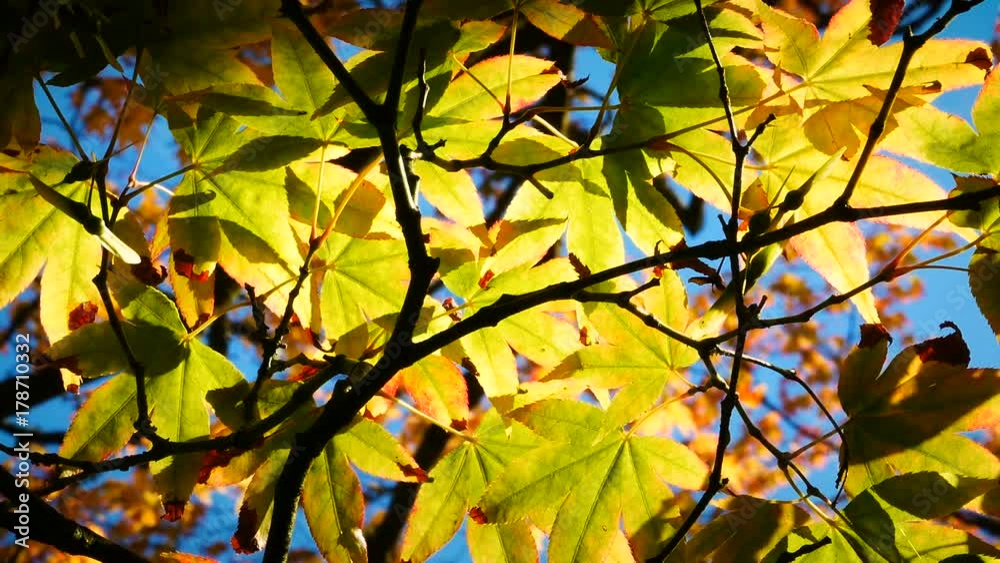 Slowly panning around autumn leaves backlit by the sunrise on a bright day Slowly panning around autumn leaves backlit by the sunrise on a bright day