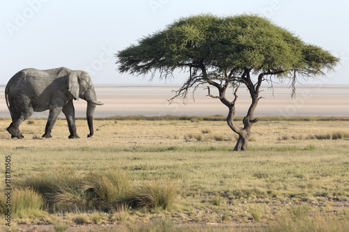 Namibia Elefant