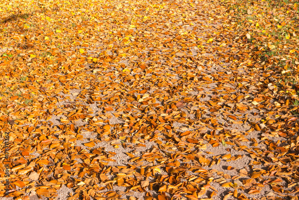 beautiful colorful autumn leaves greenery natural background texture .Colorful foliage in the park wood forest in fall wallpaper beautiful colorful autumn leaves greenery natural background texture .Colorful foliage in the park wood forest in fall wallpaper