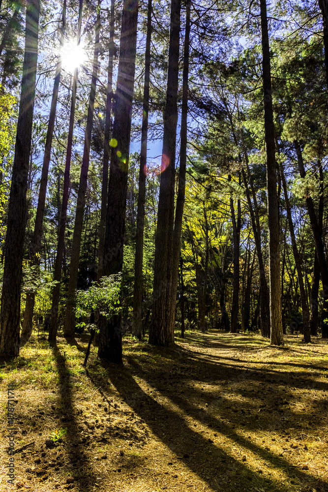 Fototapeta premium Autumn forest