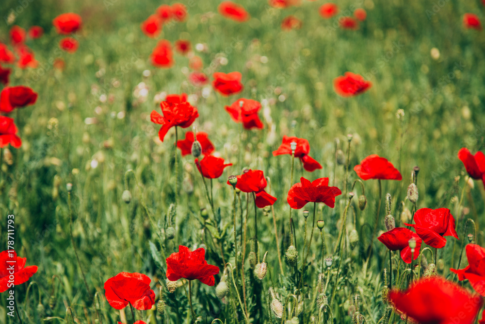 Beautiful poppy field in late may Beautiful poppy field in late may