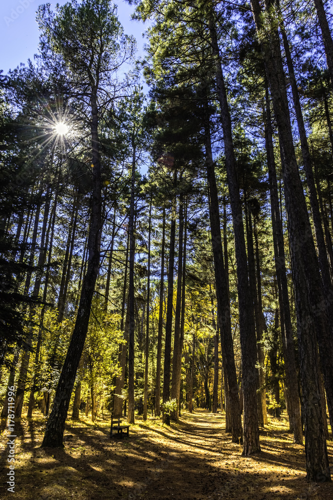 Obraz premium Autumn forest