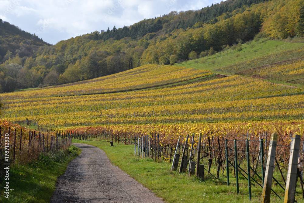 Fototapeta premium Herbst in der Pfalz_10