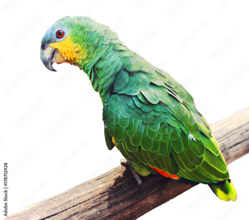 Green tropical talking parrot on branch white isolated background