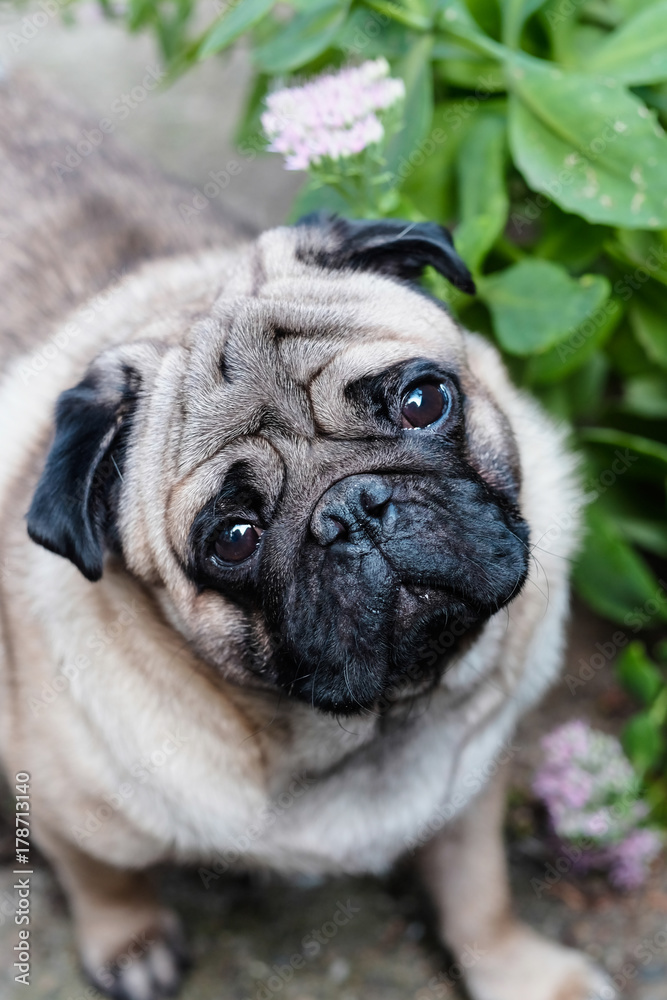 Baby pug. Dog pug. Close up face of a very Cute pug